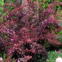 Berberis, plusieurs variété, feuillage rouge ou vert